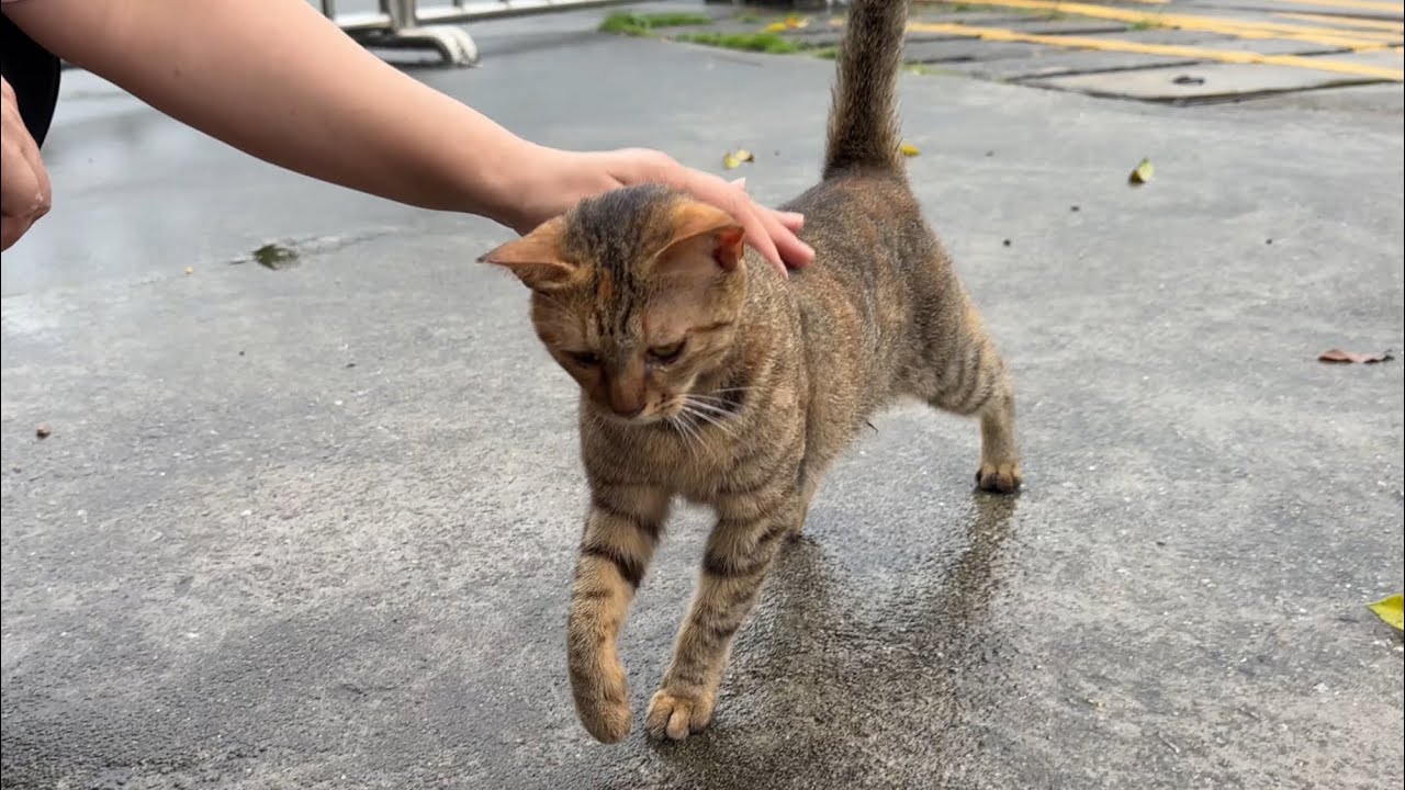 很听话的流浪猫，一听到叫声就跑过来撒娇 - YouTube