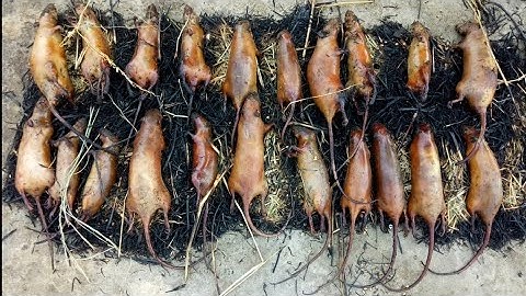 Thịt chuột thui rơm, đặc sản của miền quê.