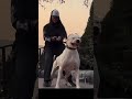 Pitbull vs Rottweiler: Kaun hai sabse taqatwar? 💪🐕 #shorts #facts