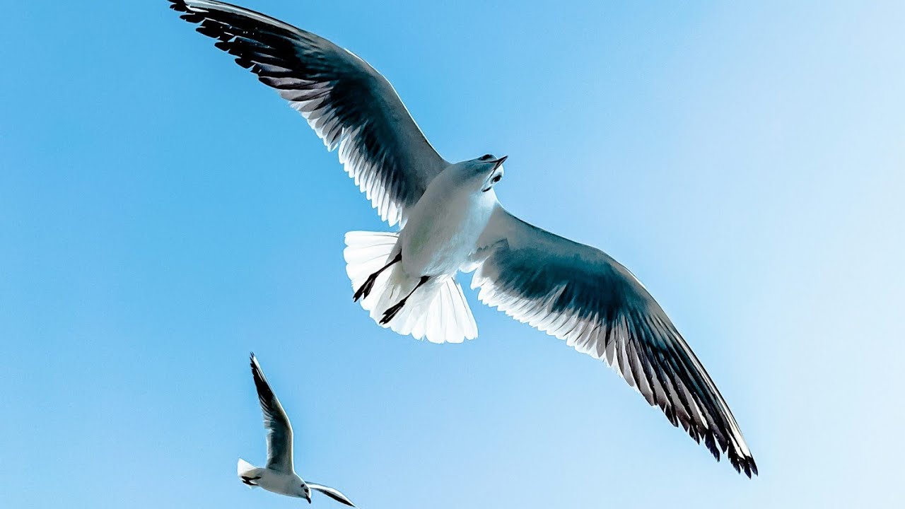 ನಂಬಿದೆ ಗುರುವೇ ನಂಬಿದೆ..ರಾಗ ಸಂಯೋಜನೆ ಸಂಗೀತ ಮತ್ತು ಗಾಯನ: ಸಮರ್ಥ ಚೈತನ್ಯ