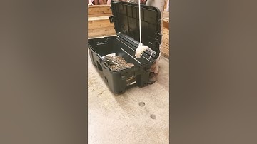 Snake eats rat part 1 the strike!