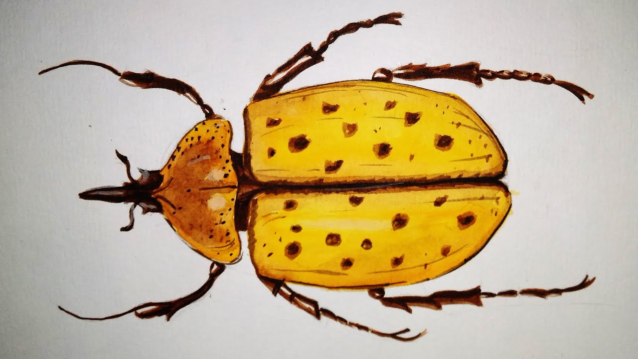WATER COLOUR PAINTING Insect Avik4art YouTube