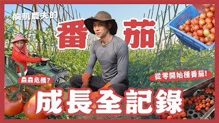 雲林地方青農的番茄從零開始種番茄被鳥吃光光了蟲蟲大軍入侵番茄也要補充鈣質番茄成長過程三個月全紀錄內內