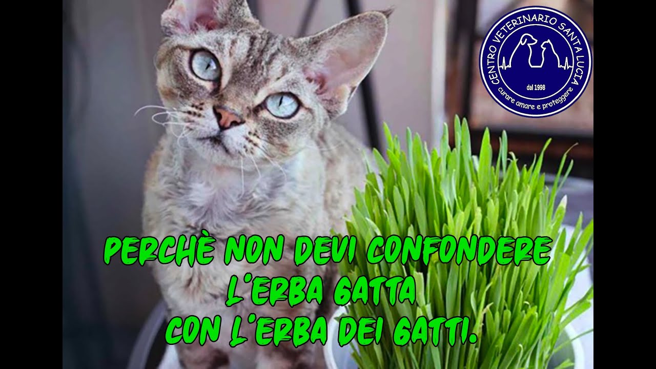 95 - Perchè non devi confondere l'erba gatta con l'erba dei gatti. 