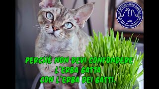 95  Perchè non devi confondere l’erba gatta con l’erba dei gatti.