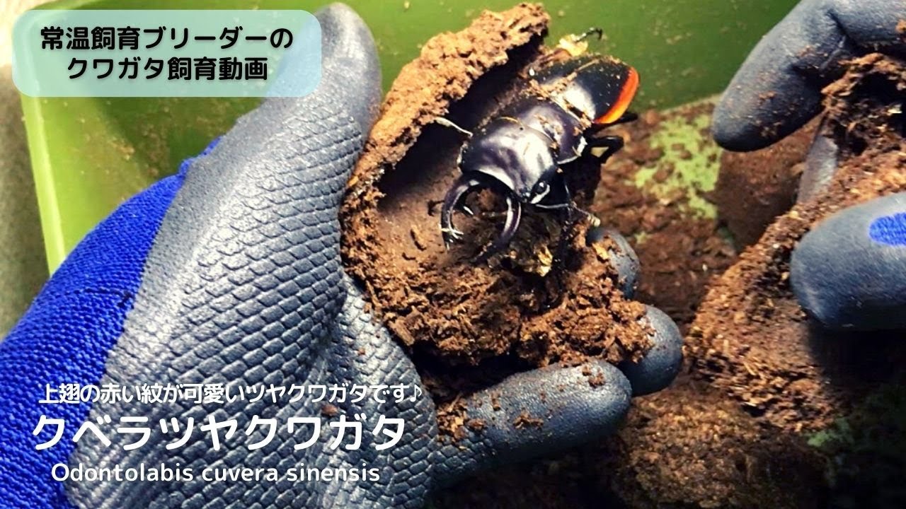 野外品】クベラツヤクワガタ原名亜種 ♂69㎜ クベラツヤクワガタの飼育