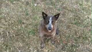 Cattle dog tricks