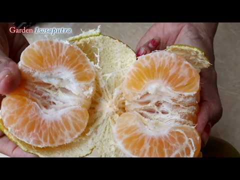 Cara Supaya Tanaman Jeruk Berbuah Besar dan Rasanya Manis - How to Make Citrus Plants Big Fruit