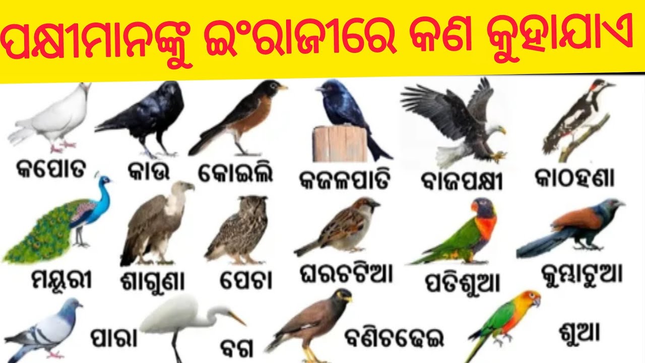 Bird Name In English//English Odia Name//ପକ୍ଷୀମାନଙ୍କର ନାମ ଜାଣିବା ଇଂରାଜୀରେ 