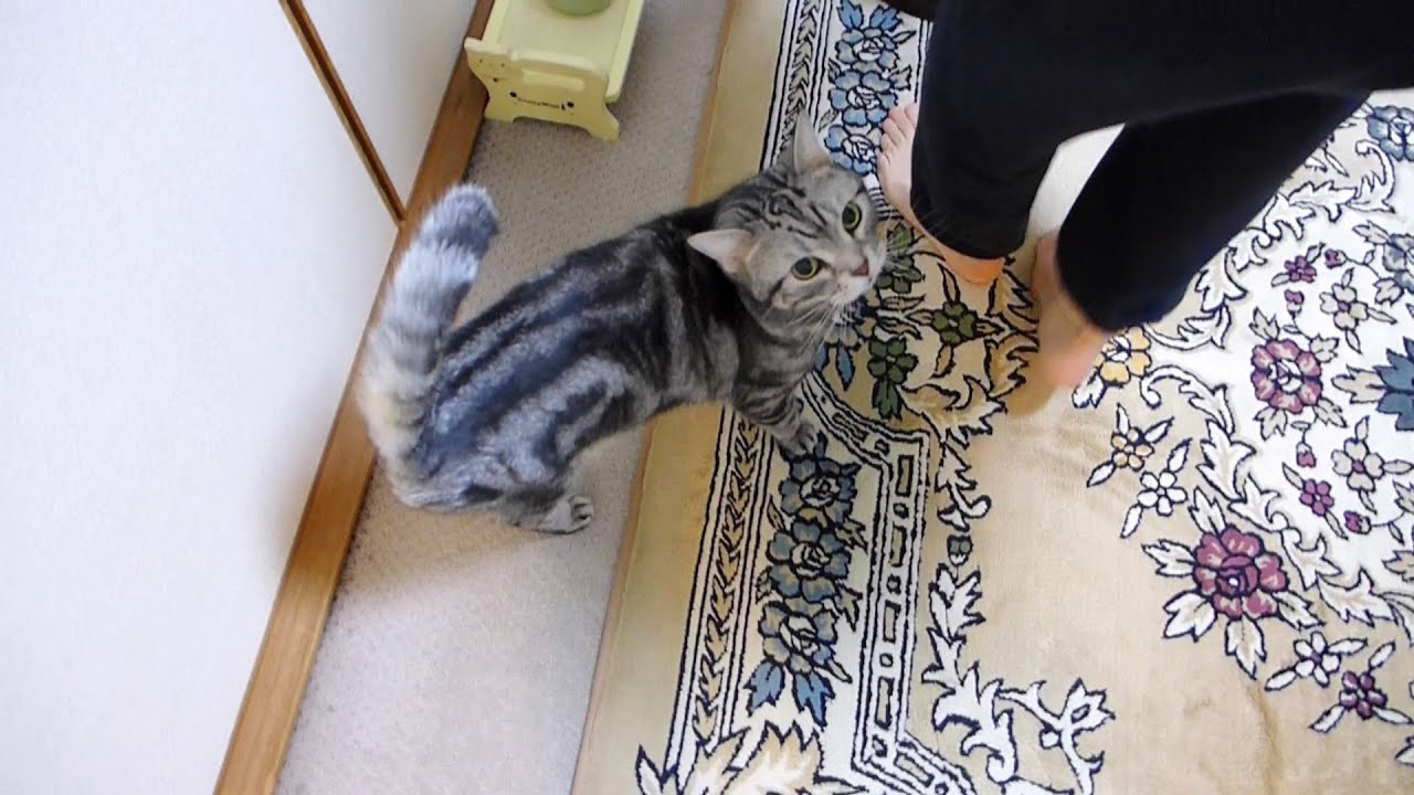 トイレに行きたくて鳴く猫 YouTube