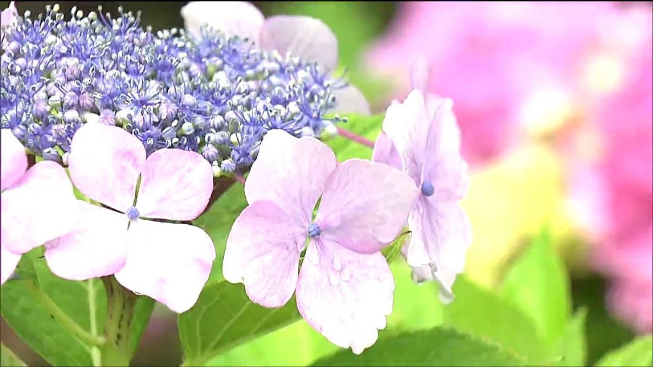 笑顔を目指しながら植えている」里山で5000株のアジサイ見ごろ 宮城