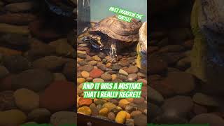 I Dont Blink Ever franklin turtle pets