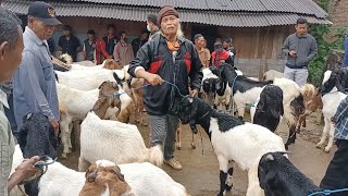 Sobo Pasar : 3500rb BABON ANAK JANTAN MURAH❓ Update Harga Terbaru Kambing Betina Kelas PE Etawa..‼️