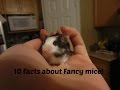 10 facts about fancy mice