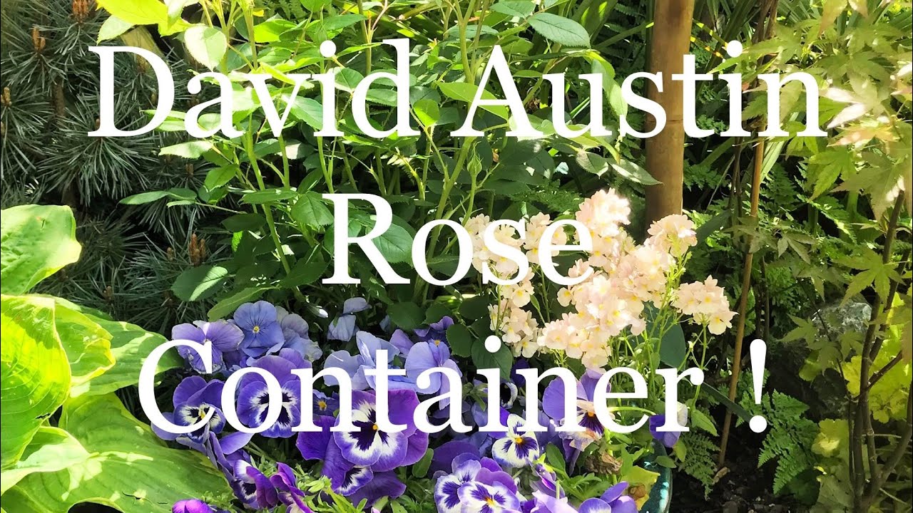 Planting a David Austin rose in a pot! - YouTube