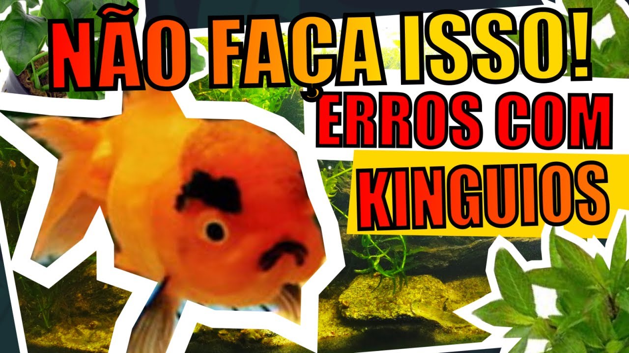 🔴KINGUIOS: ERROS QUE OS AQUARISTAS COMETEM EM AQUÁRIOS E LAGOS |Mr. Betta|