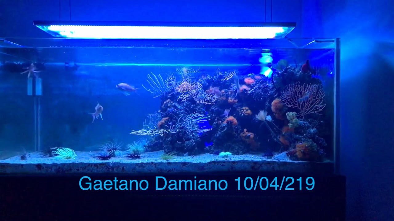 Acquario Marino mediterraneo - YouTube
