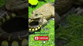 Unique Facts about the African Bull Frog #shorts