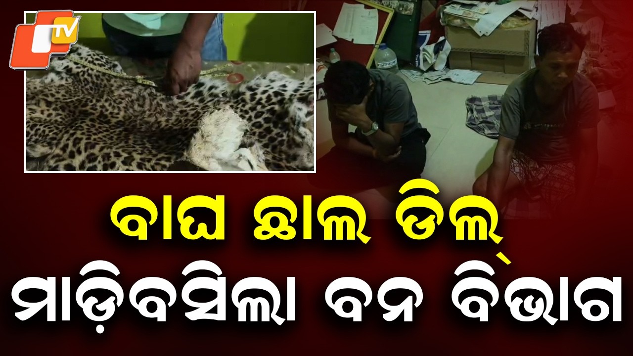 Tiger Skin Deal Busted in Boudh, Forest Officials Arrest Two Accused