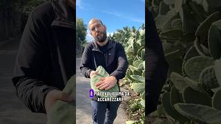 Una pianta da accarezzare