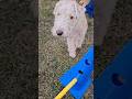 Sincerity Still Exists #dogs #puppy #cute