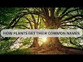 How plants get their common Zulu names