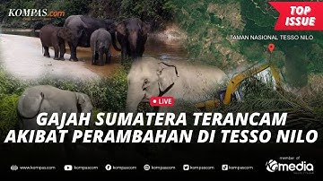 [LIVE] - Nasib Gajah Sumatera di TN Tesso Nilo, Terancam akibat Perambahan
