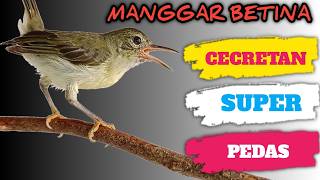 paling dicari !! MASTERAN KOLIBRI MANGGAR BETINA CECRETAN RAPET POLL‼️