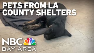 Bay Area shelters take in pets from LA County to help overwhelmed shelters