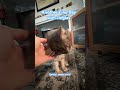 Jingles gets all the love! #jinglesthecat #catvideos