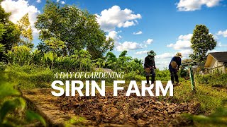 A Typical Day on a Thai Farm-สิรินทร์ฟาร์ม4K