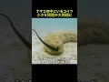 ナマコの中の魚、実はもっと恐ろしかった