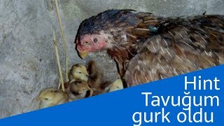 Hi̇nt Tavuğum, Gurk Oldu, Tavuk Sesi̇