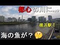 【ポートサイド公園】横浜駅から徒歩9分で〇〇が爆釣！アジが釣れると噂の川で生態調査をしてみたら…【2019.09.20】