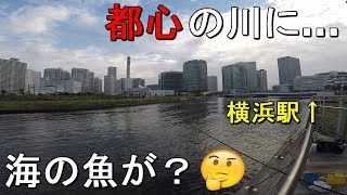 【ポートサイド公園】横浜駅から徒歩9分で〇〇が爆釣！アジが釣れると噂の川で生態調査をしてみたら…【2019.09.20】