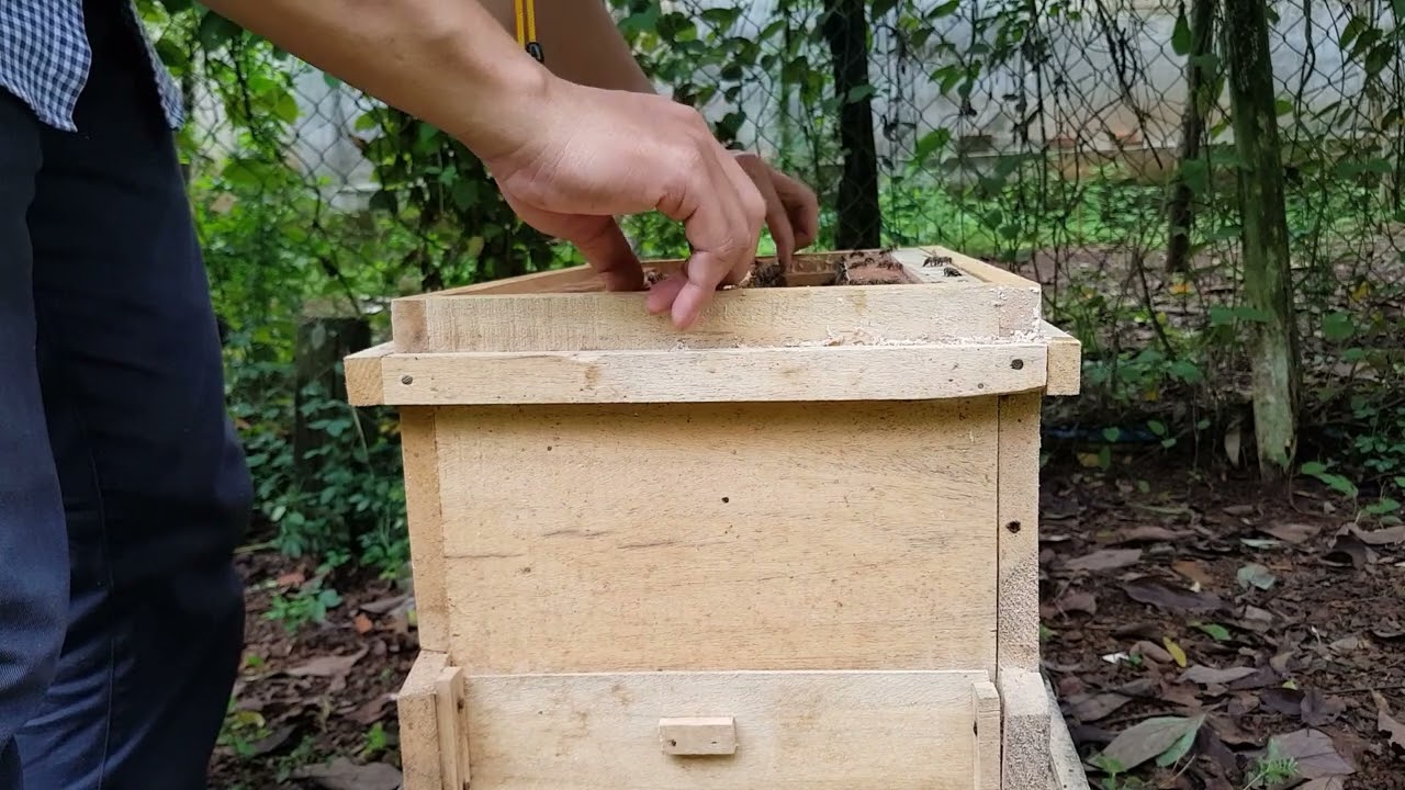 Hướng dẫn nhân giống  đàn ong khi có mũ ong chúa.