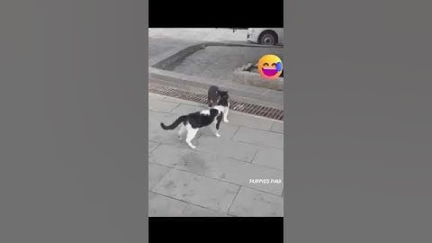 TRY NOT TO LAUGH CHALLENGE | PART 379 #funny #comedyvideos #cat #funnyvideos #funnycats #challenge