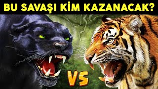 Bu İki İblis Savaşırsa Kim Kazanır Kaplan Vs Kara Panter