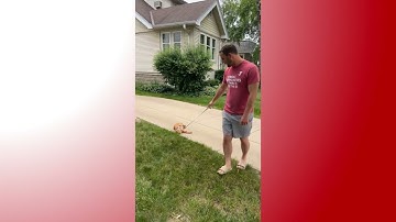Dramatic Cat Refuses to Walk After Begging to Go Outside - 1775485