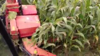 Maize foraging 2012