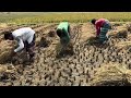Bangladeshi farmers are reaping their dreams by harvesting rice.