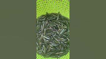 Cá lóc đầu nhím giống #cá_giống #trại_cá_giống_út_me #traicagiongdongthap #caloc 0909770509 #ca