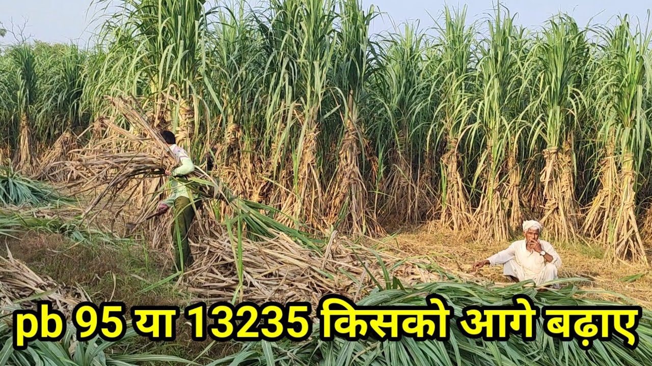 pb 95 या 13235 किसको आगे बढ़ाए । Manoj Rajput - YouTube