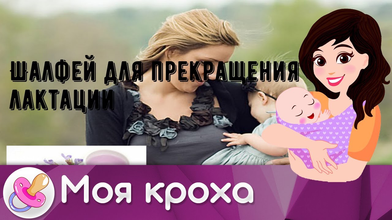 Шалфей для прекращения лактации