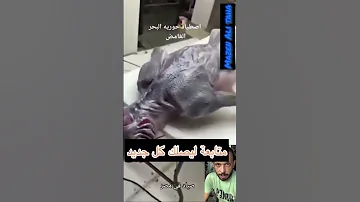اخيرا شوفت عروسة البحر او حورية البحر الحقيقية سندهش من شكلها الحقيقي معلومة مع مازن ريلز اكسبلور 