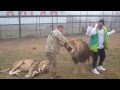 Цезарь и Рома встречают китайцев! Chinese among lions in Crimea!