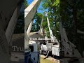 Trust the process #treeservice #newportnews #crane