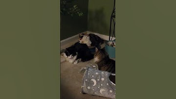 All hyped up on Catnip #comedy #cat #catnip #catnap