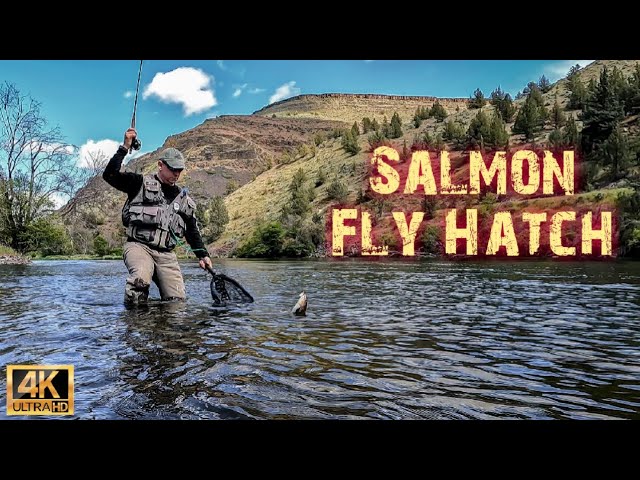 Deschutes River Salmon Fly Hatch 