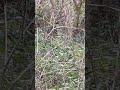 Firecrests, East Kent coast, December 2025